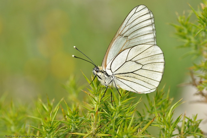 Entre espinas (Aporia crataegi )