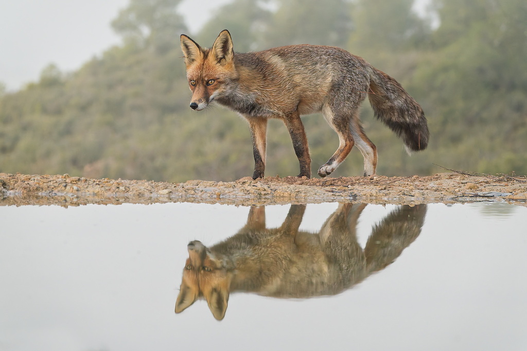 Zorro con dia de niebla