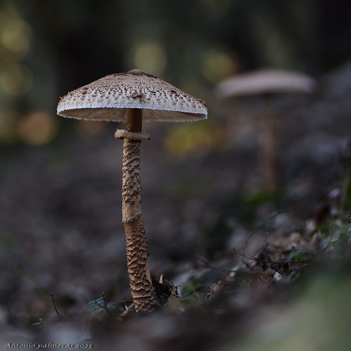 Macrolepiota procera