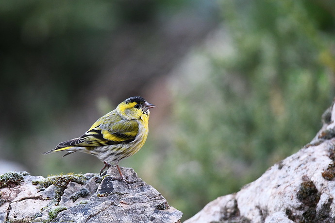 Jilguero lúgano (Spinus spinus)