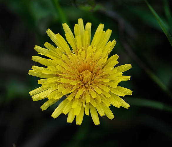Flor de diente de leon