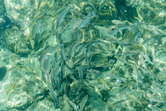 Lutjanus sp 1 LG QRoo 12_25