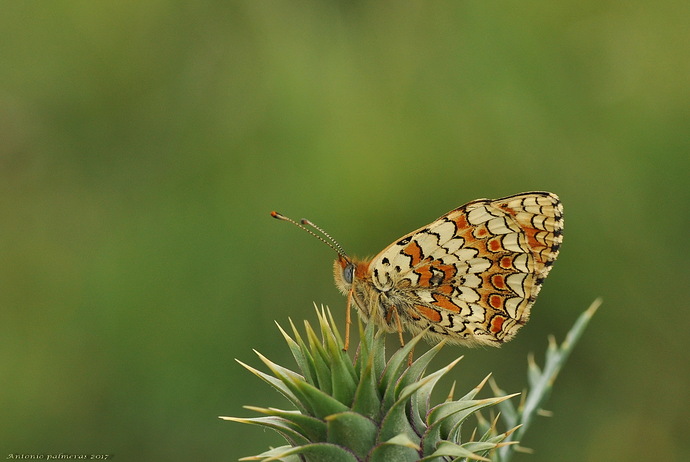 Entre espinas (Melitaea phoebe )