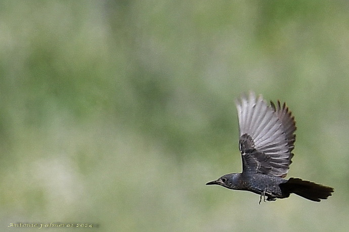 Roquero solitario (Monticola solitarius )