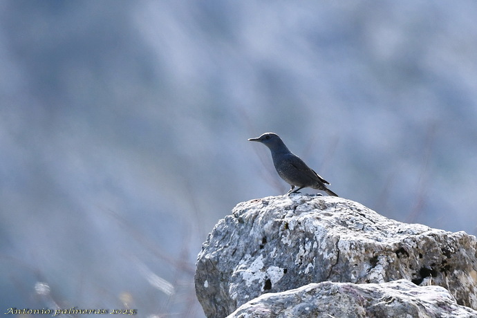Roquero solitario (Monticola solitarius )