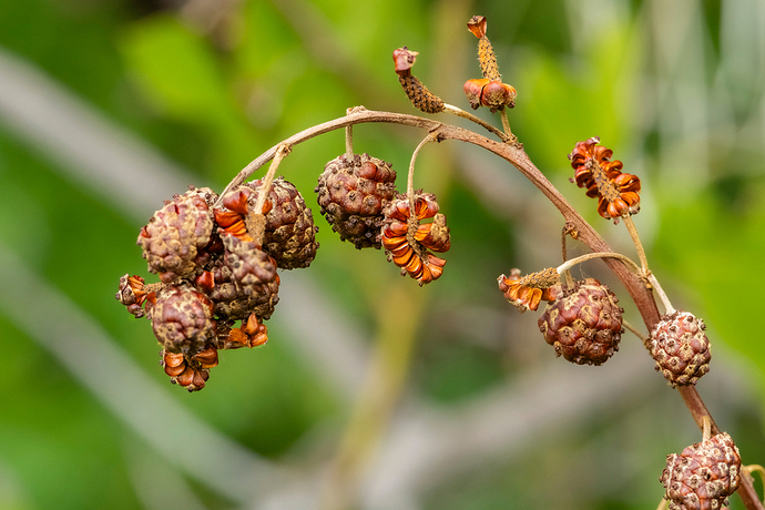 Conocarpus erectus 1 LG QRoo 11_25