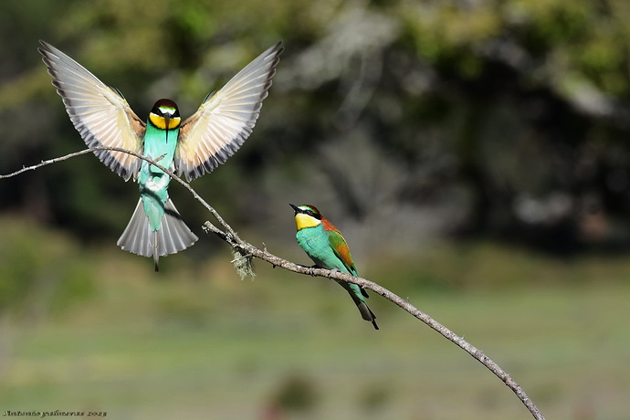 abejarucos aterrizajes 2