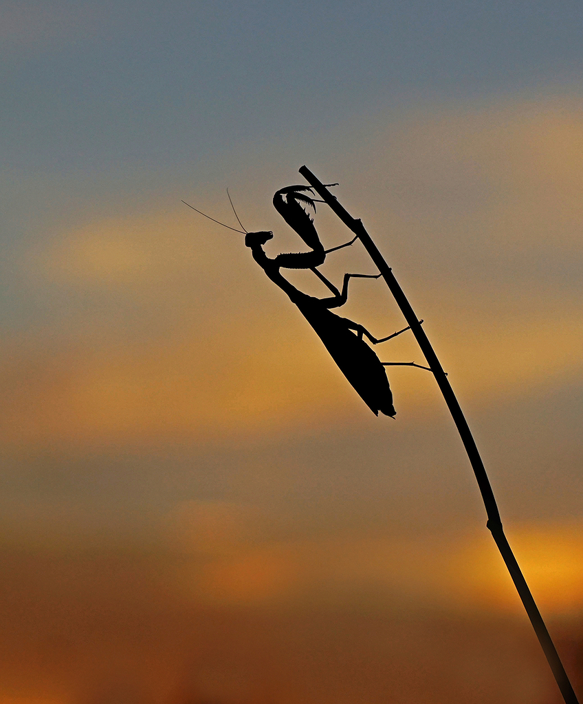 “OCASO” ll