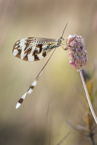 Nemoptera bipennis