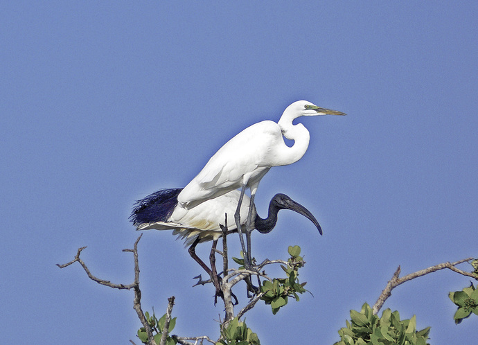 P1100474 bMMM