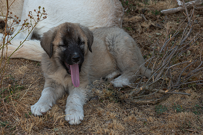 Cachorro de mastin