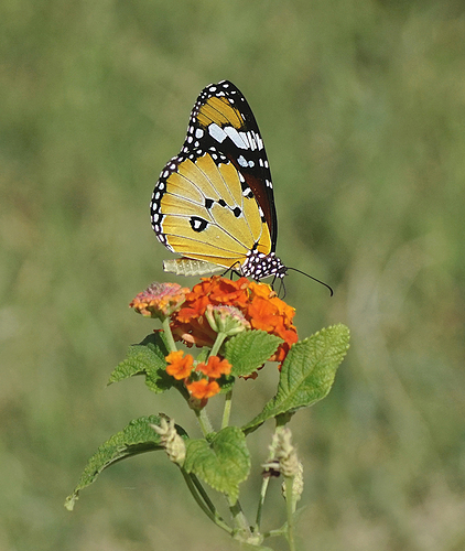 DSC06361s2largeod - copia