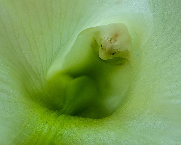 Rhyncholaelia digbyana 2 LG QRoo 12_25