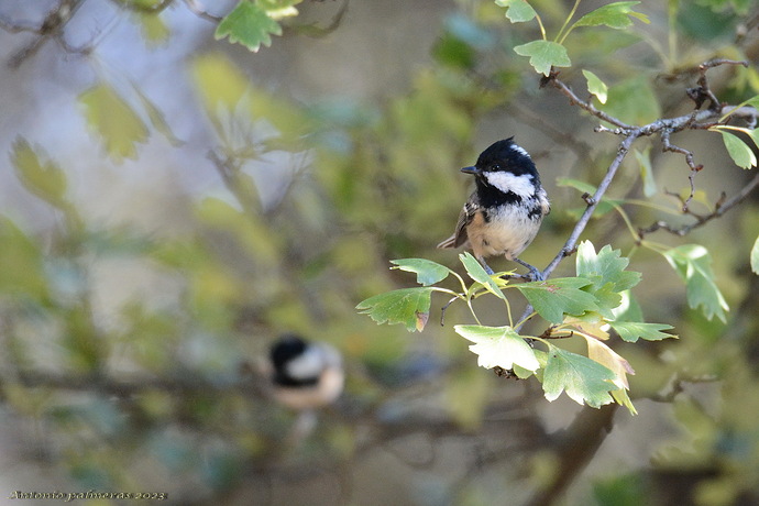 Carbonero garrapinos (Periparus ater)