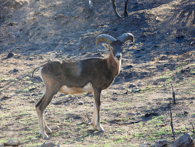 Muflon (Sierra San Pedro)