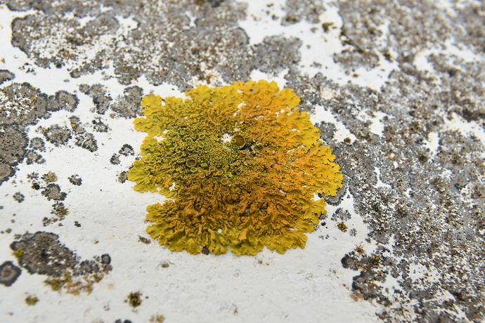 Xanthoria parietina
