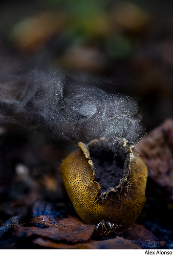 _MG_0864ff
