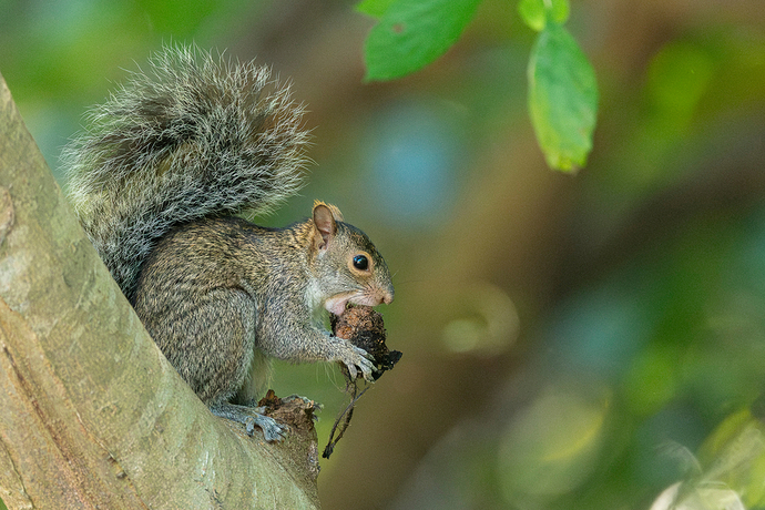 Sciurus yucatanensis 1 LG QRoo 11_25