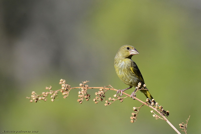 Verderón común (Chloris chloris)