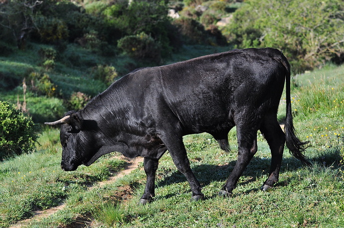 Toro