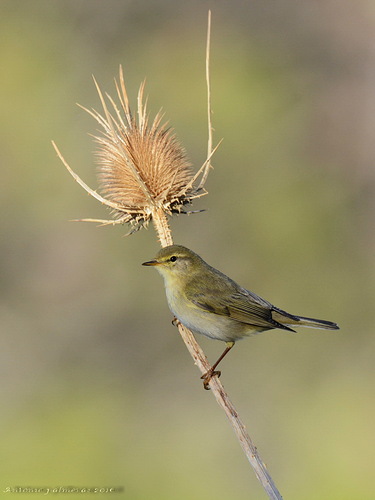 mosquitero musical