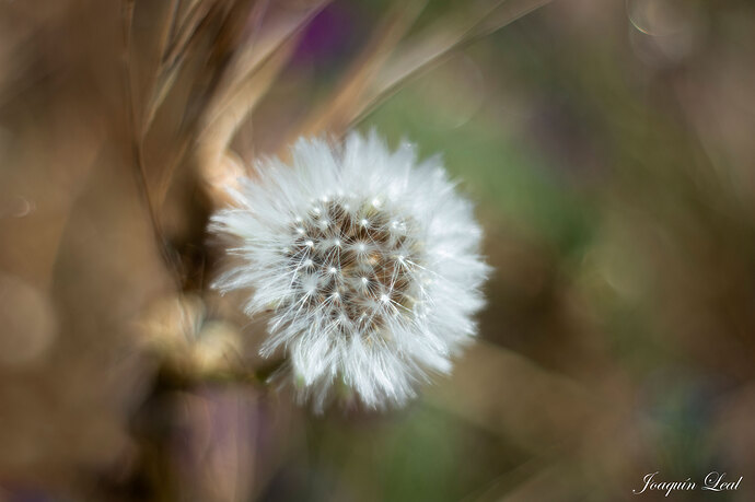 Pompom-blanco