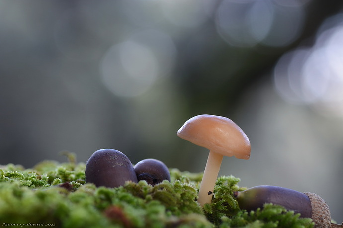 Lugares mágicos (Collybia sp )