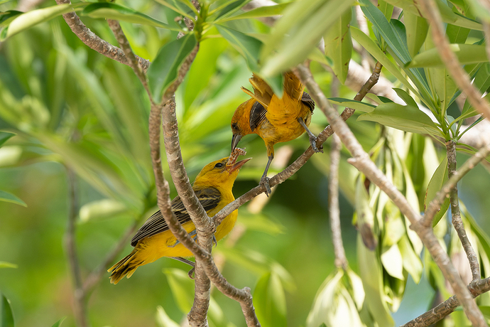 Icterus cucullatus 1 LG QRoo 08_24