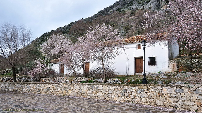 Entre almendros 2