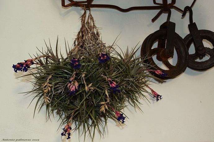 (Tillandsia aeranthos ) clavel de aire