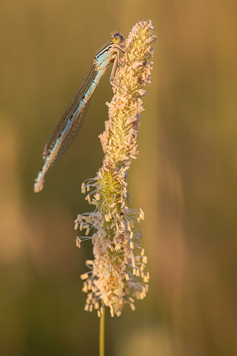 Enallagma cyathigerum
