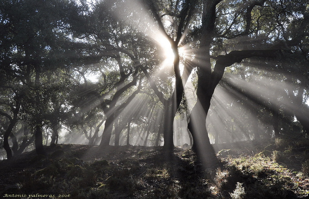 Amanece en el bosque