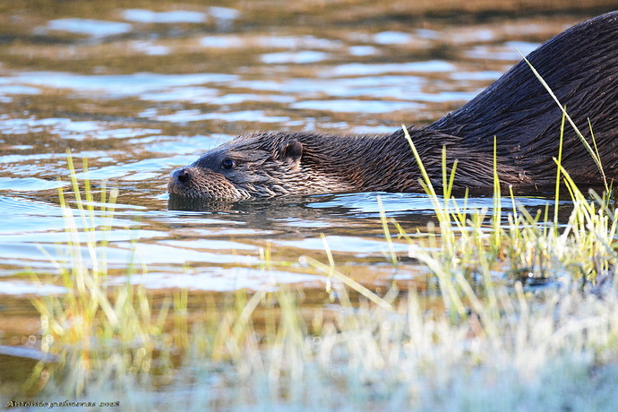 Nutria 2 2