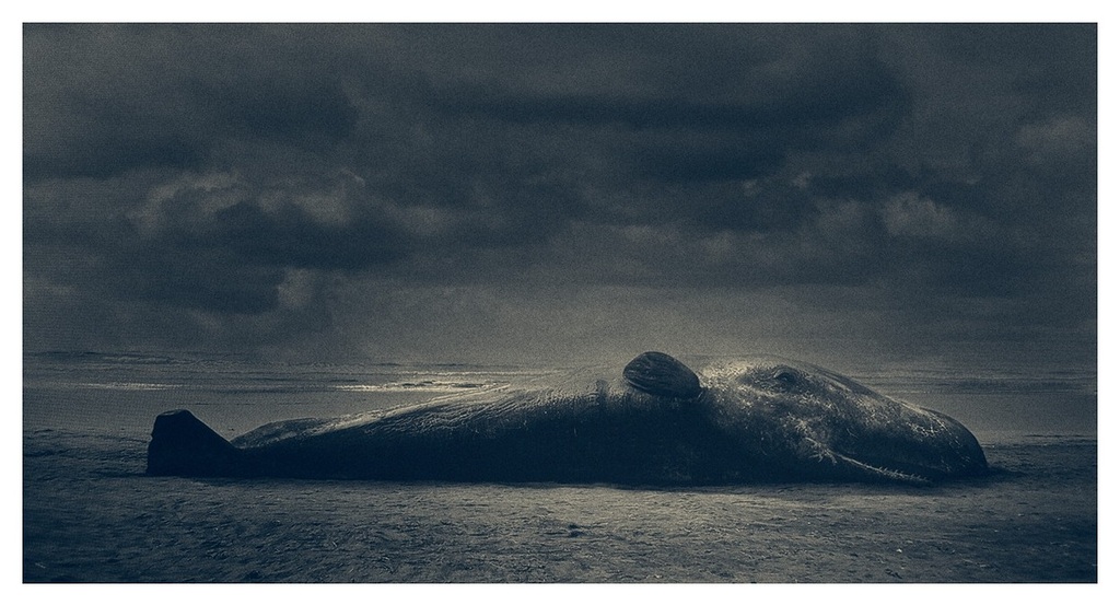 La Ballena