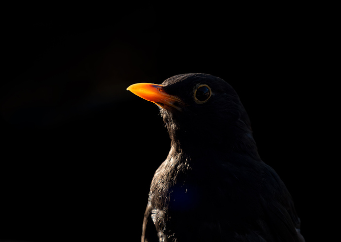 _7031103-ORF_DxO_DeepPRIME