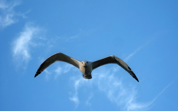 Gaviota2000 px