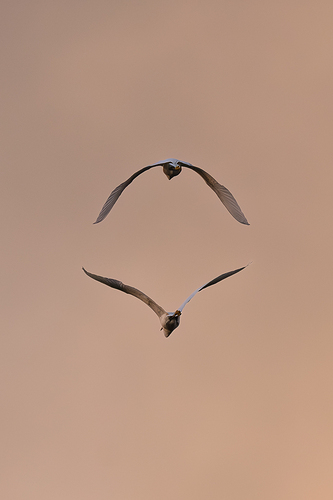 Egretta thula 2 LG QRoo 03_26