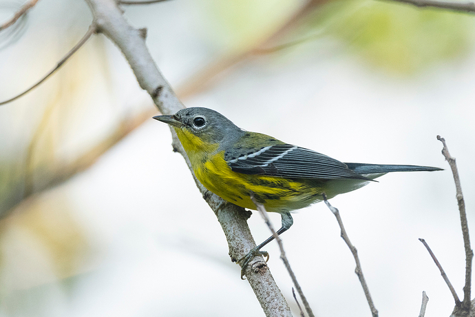 Setophaga magnolia 1 LG QRoo 01_26