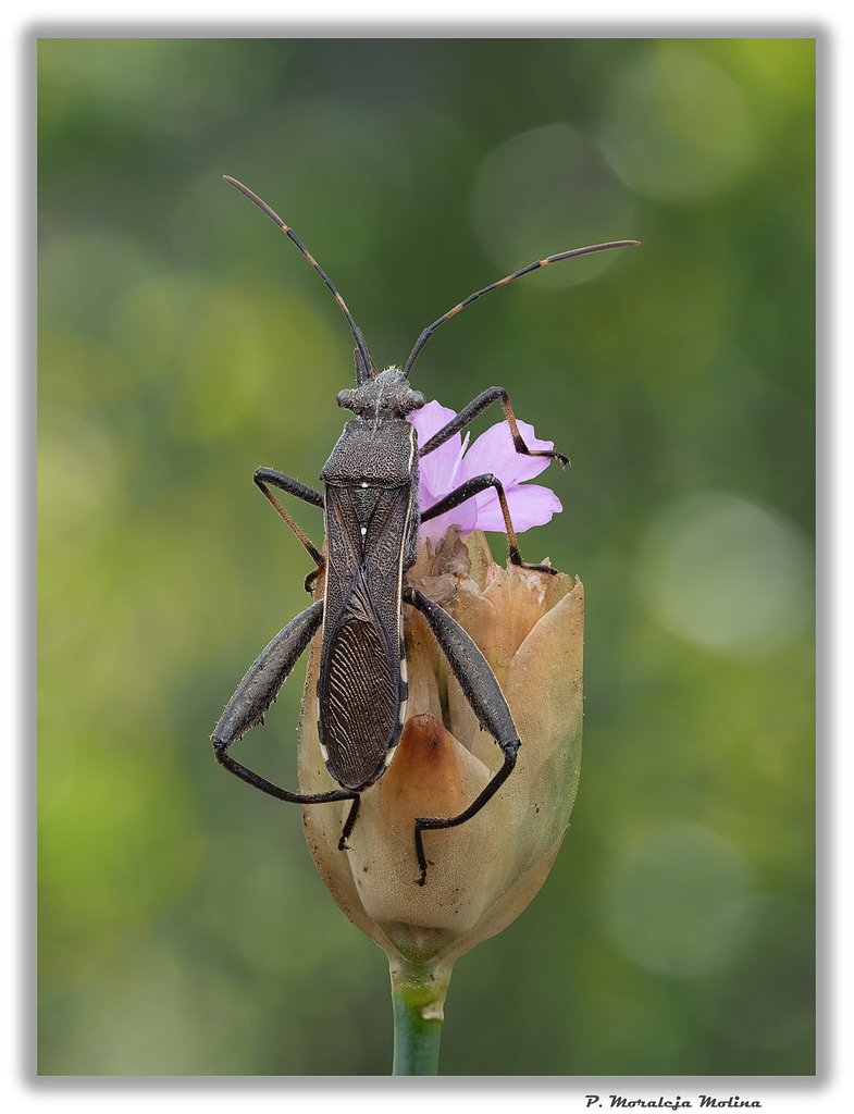 Chinche (Camptopus lateralis)