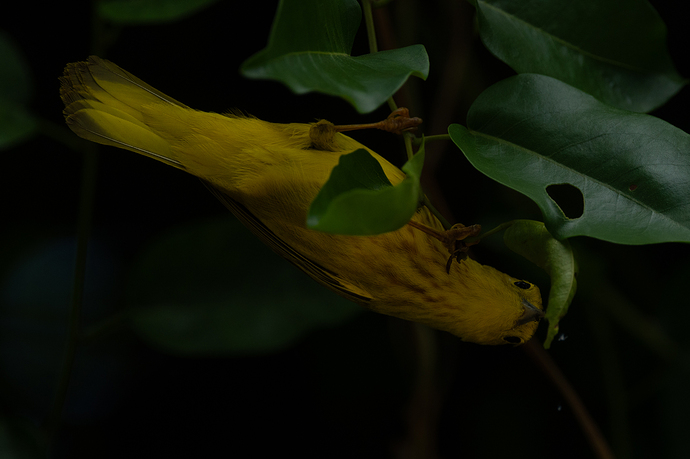 Setophaga aestiva 2 LG QRoo 02_26