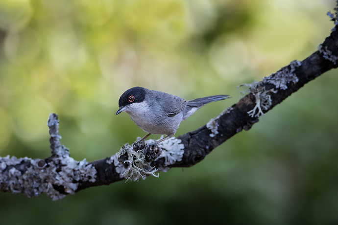 Curruca cabecinegra