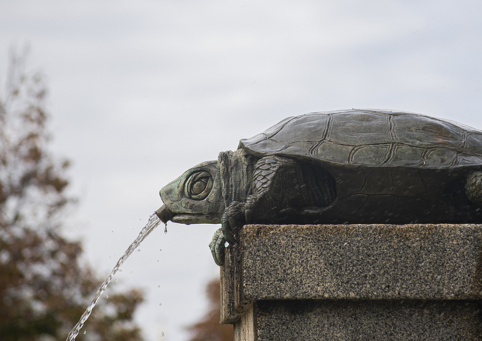 Fuente tortuga