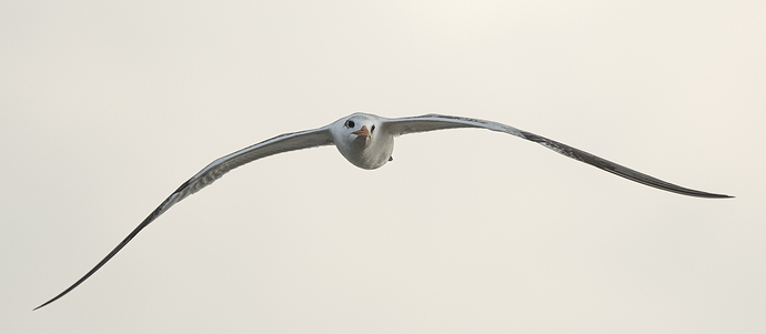 Thalasseus maximus 2 LG QRoo 11_25 BN