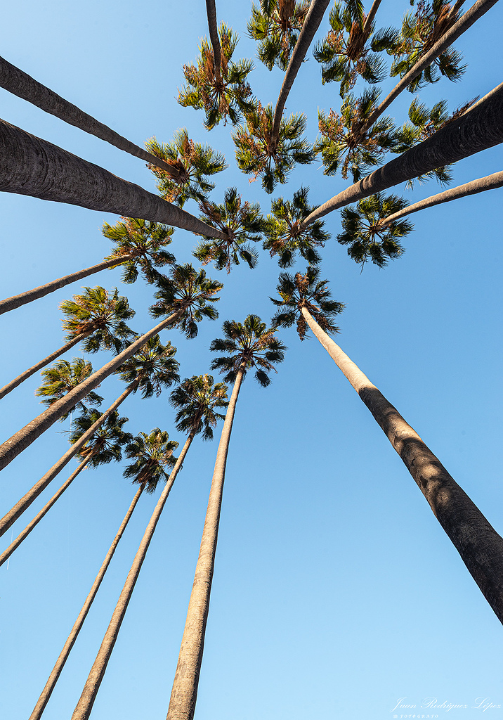 Las palmera (2 fotos)