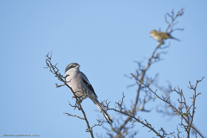 Alcaudón real (Lanius meridionalis)