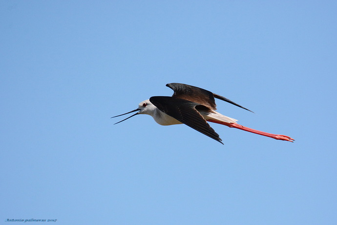 Cigüeñuela común (Himantopus himantopus)