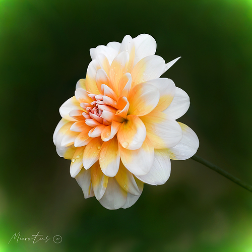 Flor