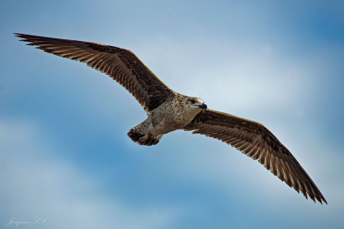 gaviota(3)