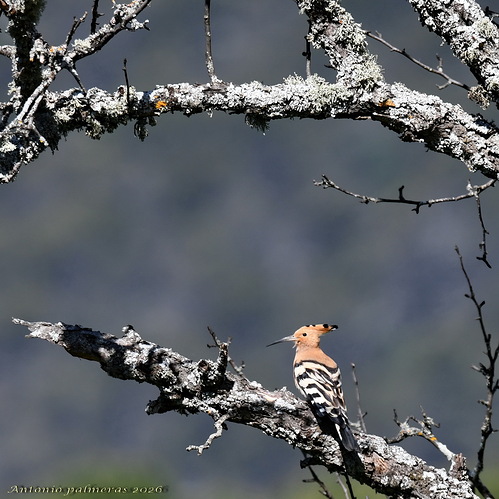 Abubilla (Upupa epops)