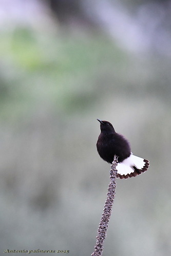Collalba negra (Oenanthe leucura )